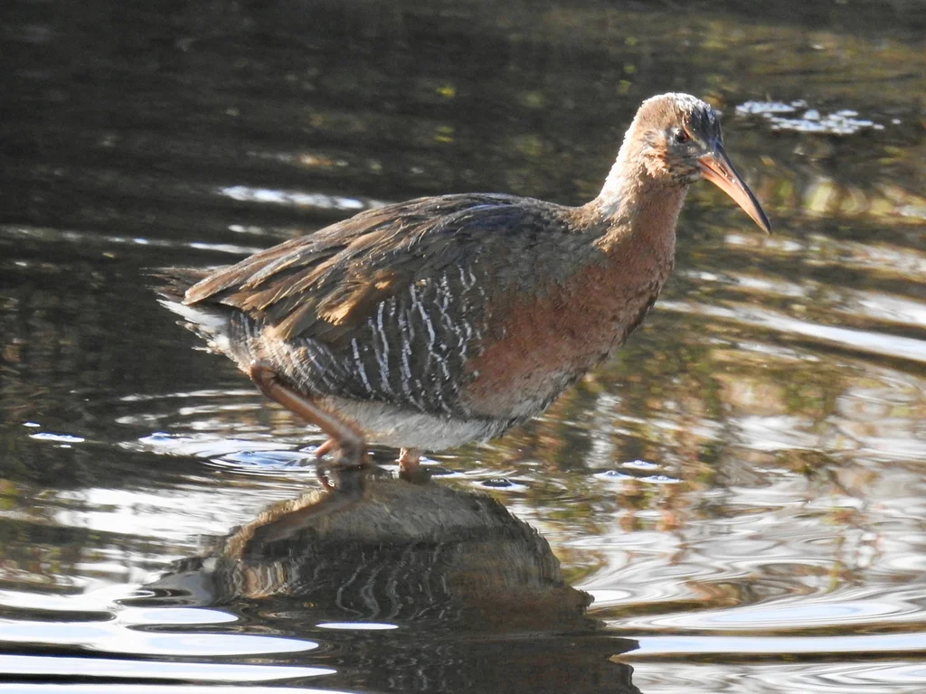 里氏秧鸡(Rallus obsoletus)