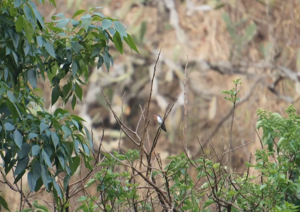 紫冠蜂鸟(Ramosomyia violiceps)