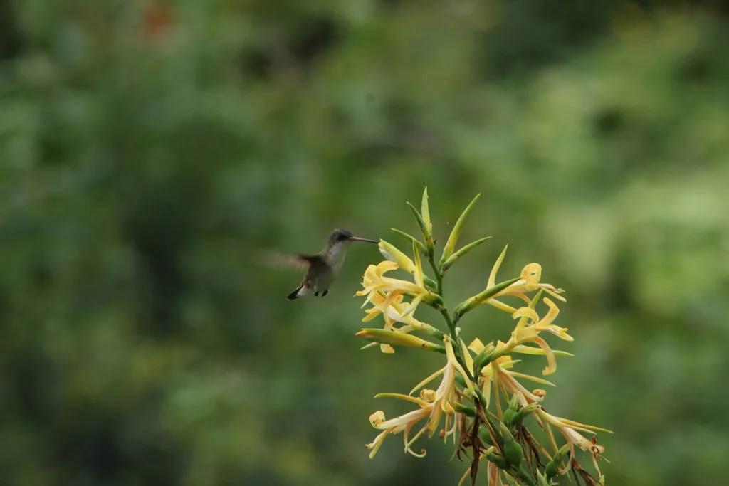 绿额蜂鸟(Ramosomyia viridifrons)