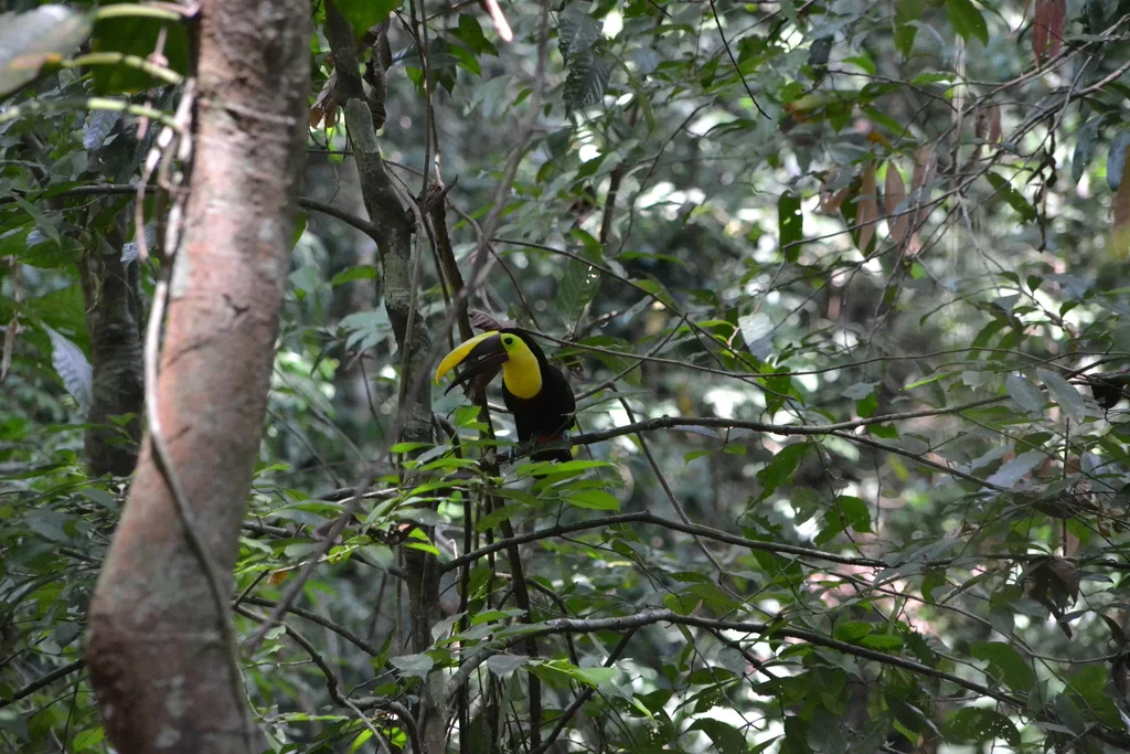 黑嘴巨嘴鸟(Ramphastos ambiguus)