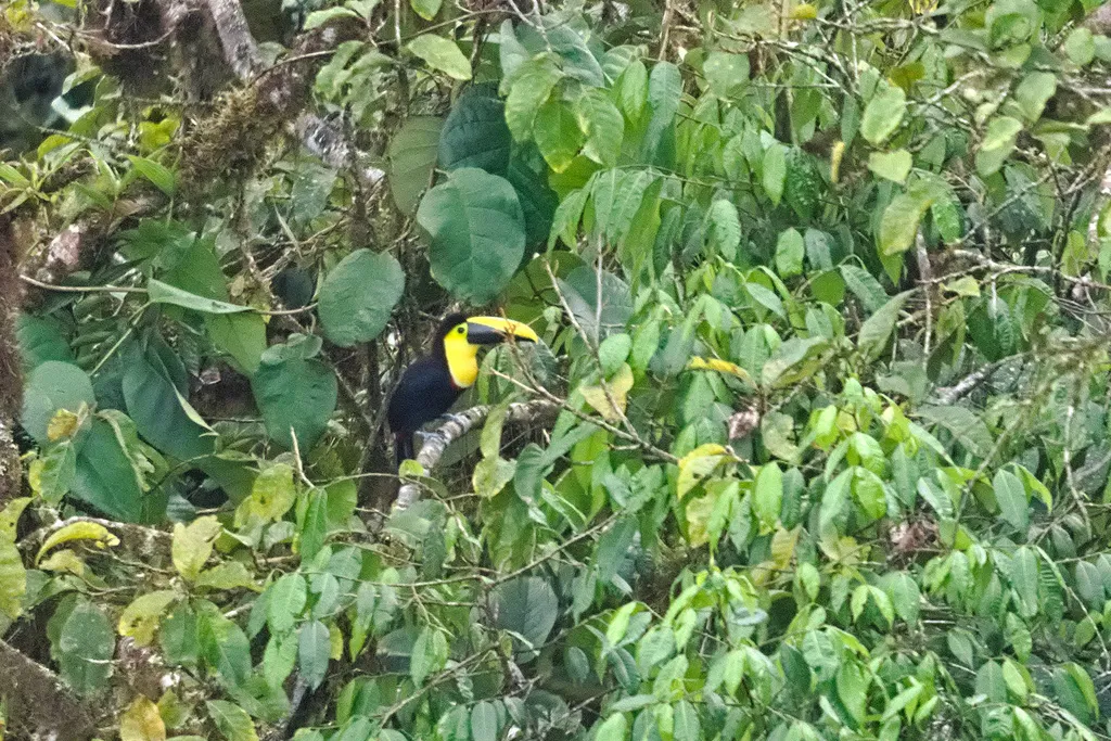 乔科巨嘴鸟(Ramphastos brevis)