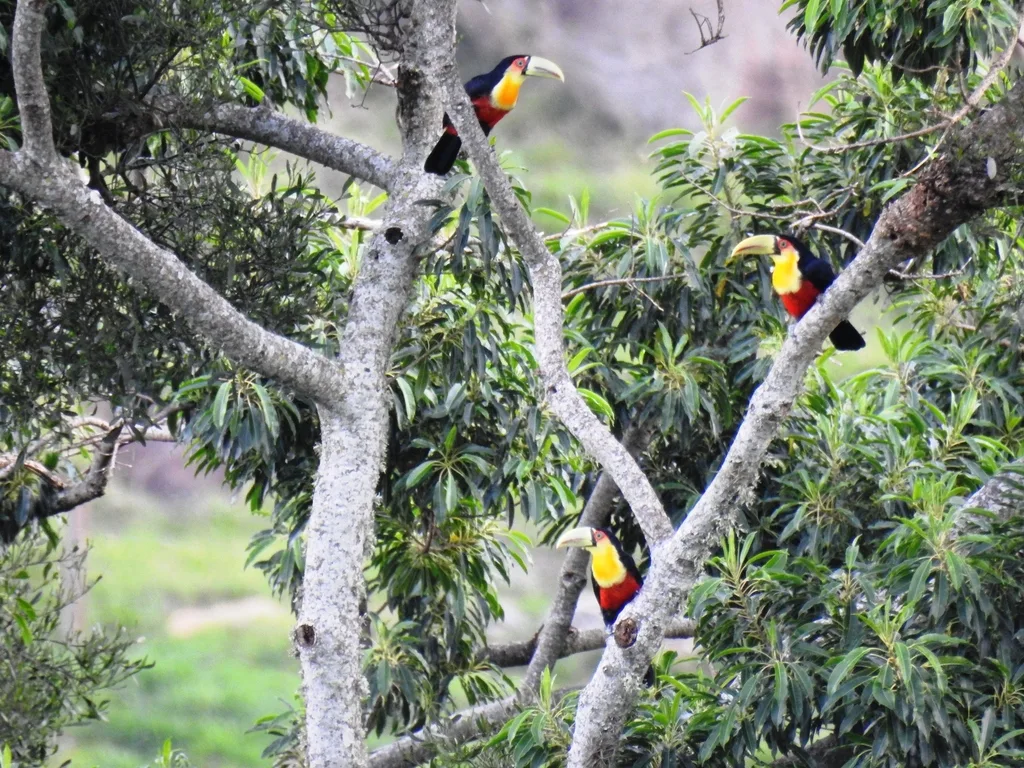 红胸巨嘴鸟(Ramphastos dicolorus)