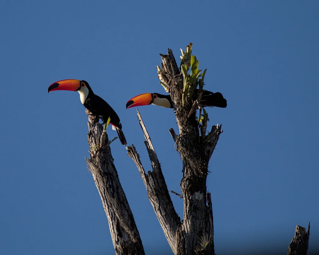 巨嘴鸟(Ramphastos toco)