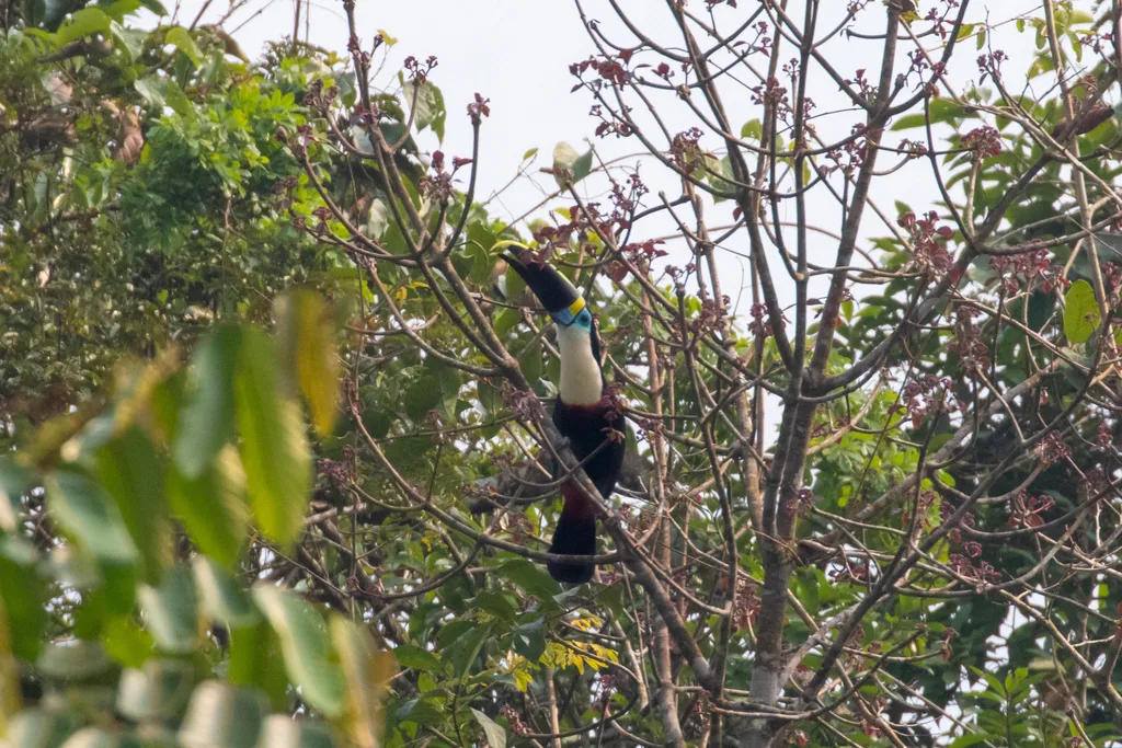 红嘴巨嘴鸟(Ramphastos tucanus)