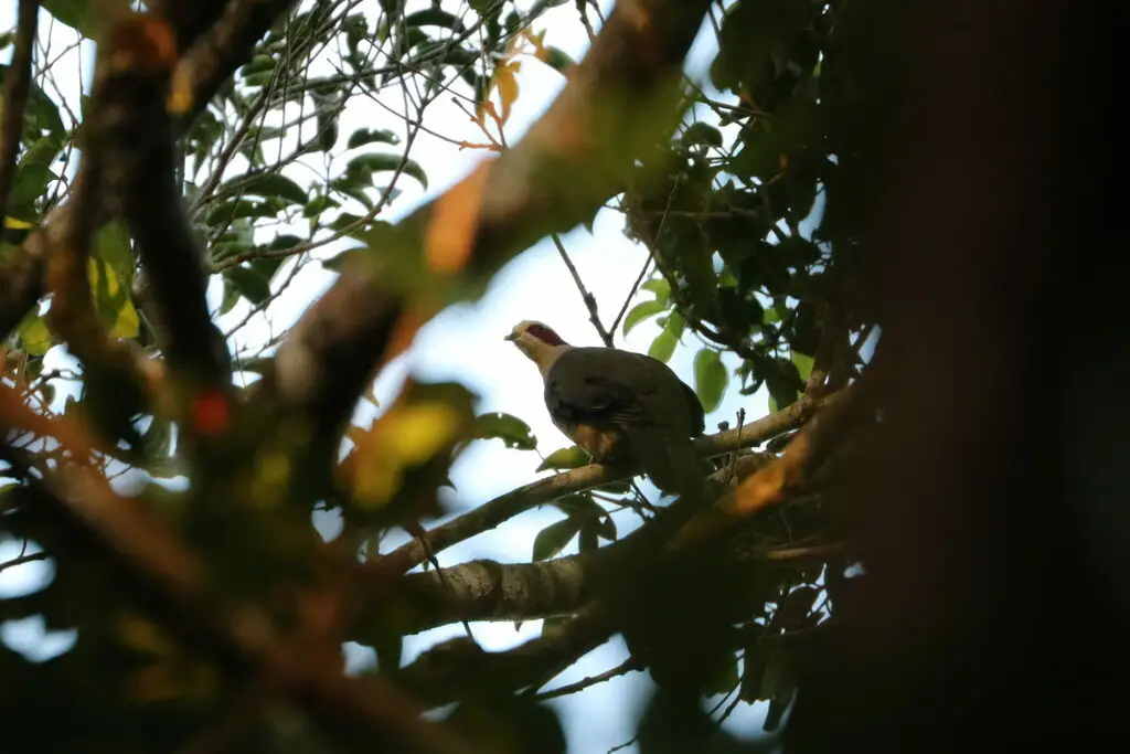 费氏果鸠(Ramphiculus fischeri)