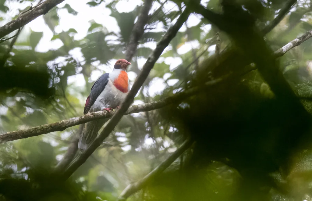 黑耳果鸠(Ramphiculus marchei)
