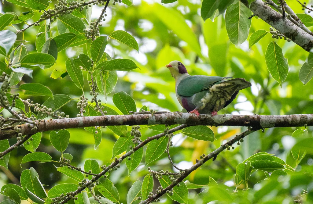 栗耳果鸠(Ramphiculus occipitalis)