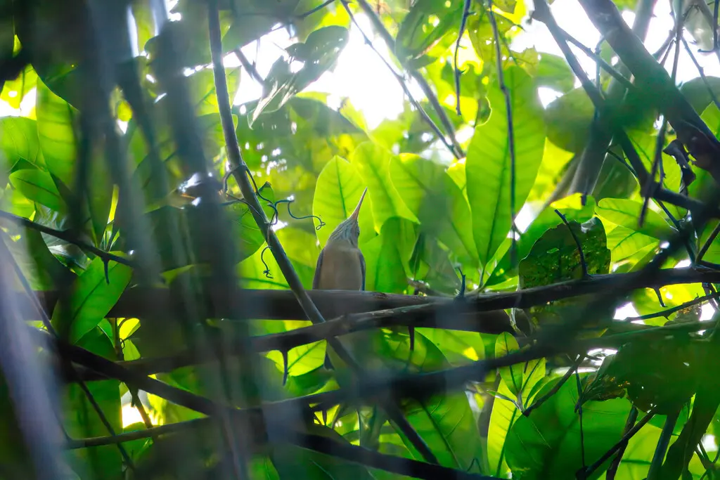 长嘴蚋莺(Ramphocaenus melanurus)