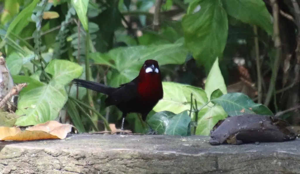 银嘴唐纳雀（Ramphocelus carbo）