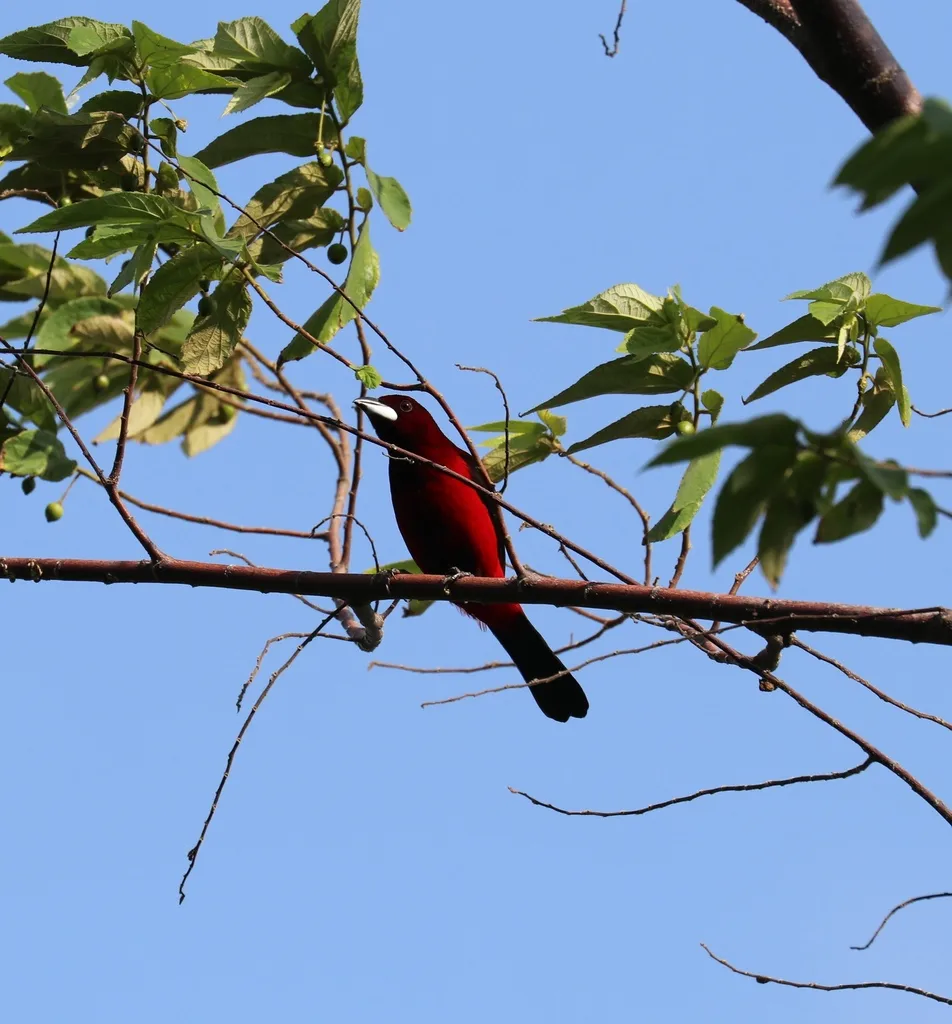 绯背厚嘴唐纳雀(Ramphocelus dimidiatus)