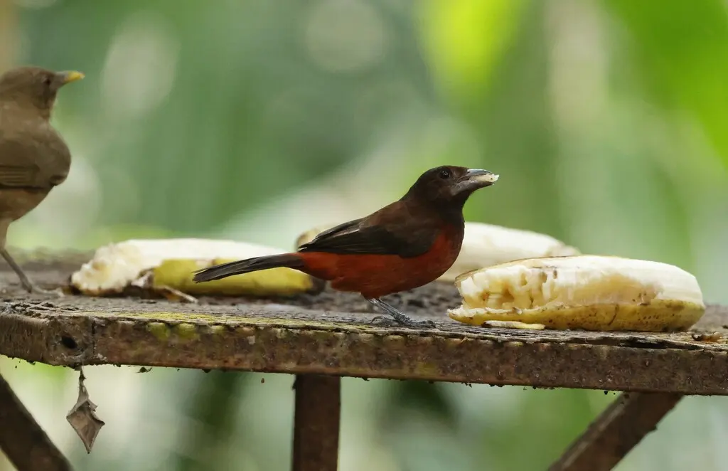 绯背厚嘴唐纳雀(Ramphocelus dimidiatus)