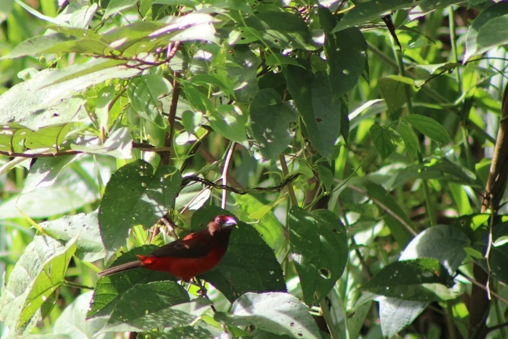 绯背厚嘴唐纳雀(Ramphocelus dimidiatus)