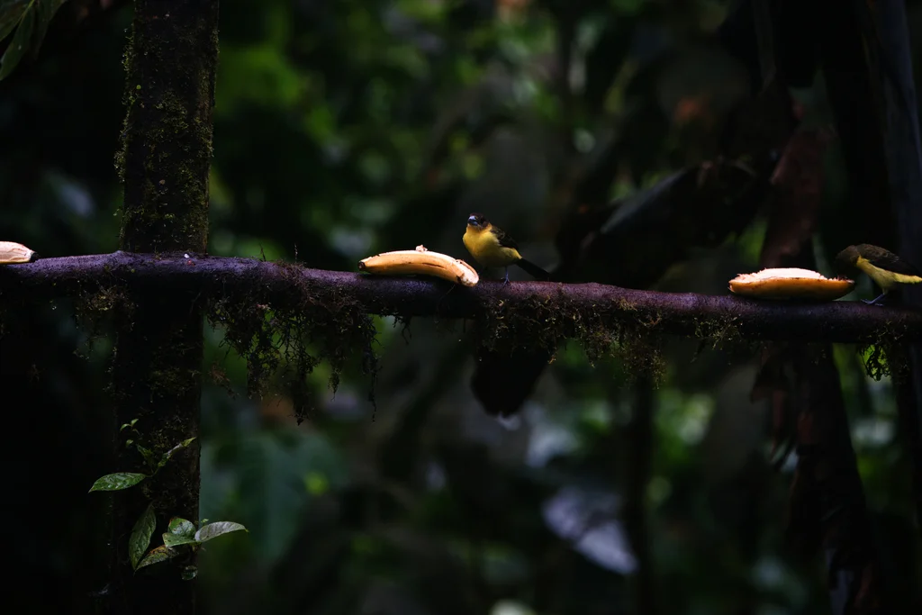 火腰厚嘴唐纳雀（Ramphocelus flammigerus）