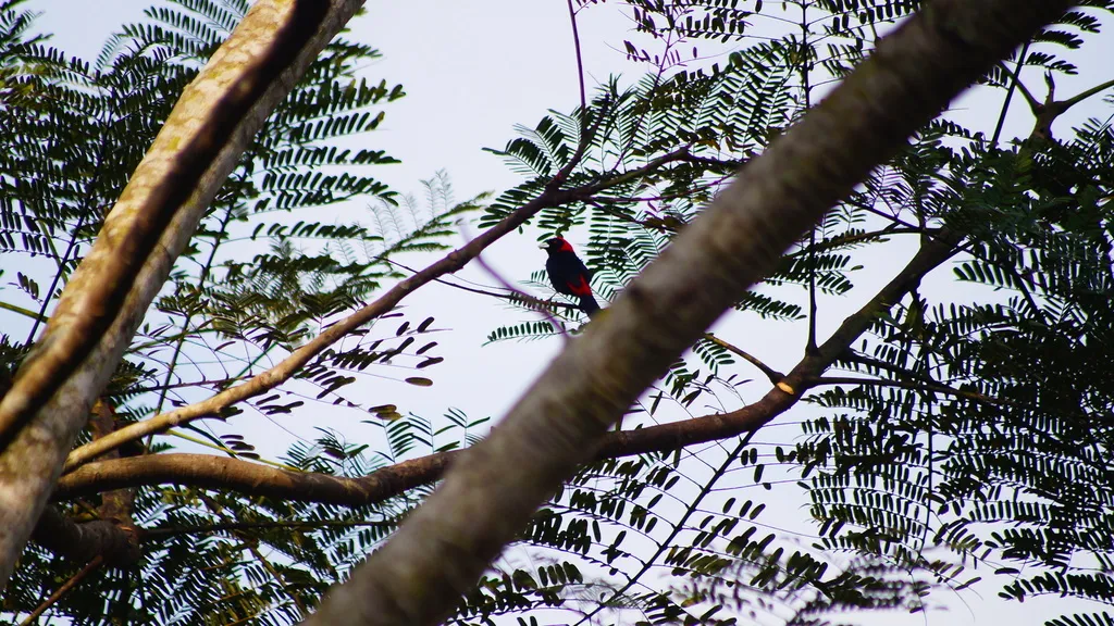 绯领厚嘴唐纳雀(Ramphocelus sanguinolentus)