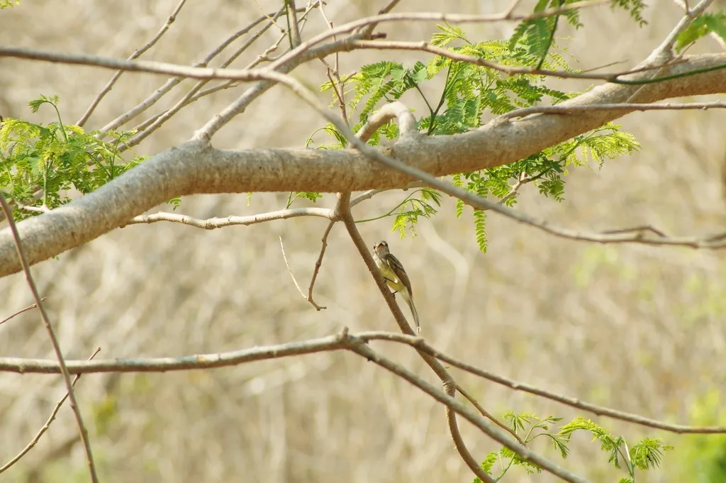 火红霸鹟(Ramphotrigon flammulatum)