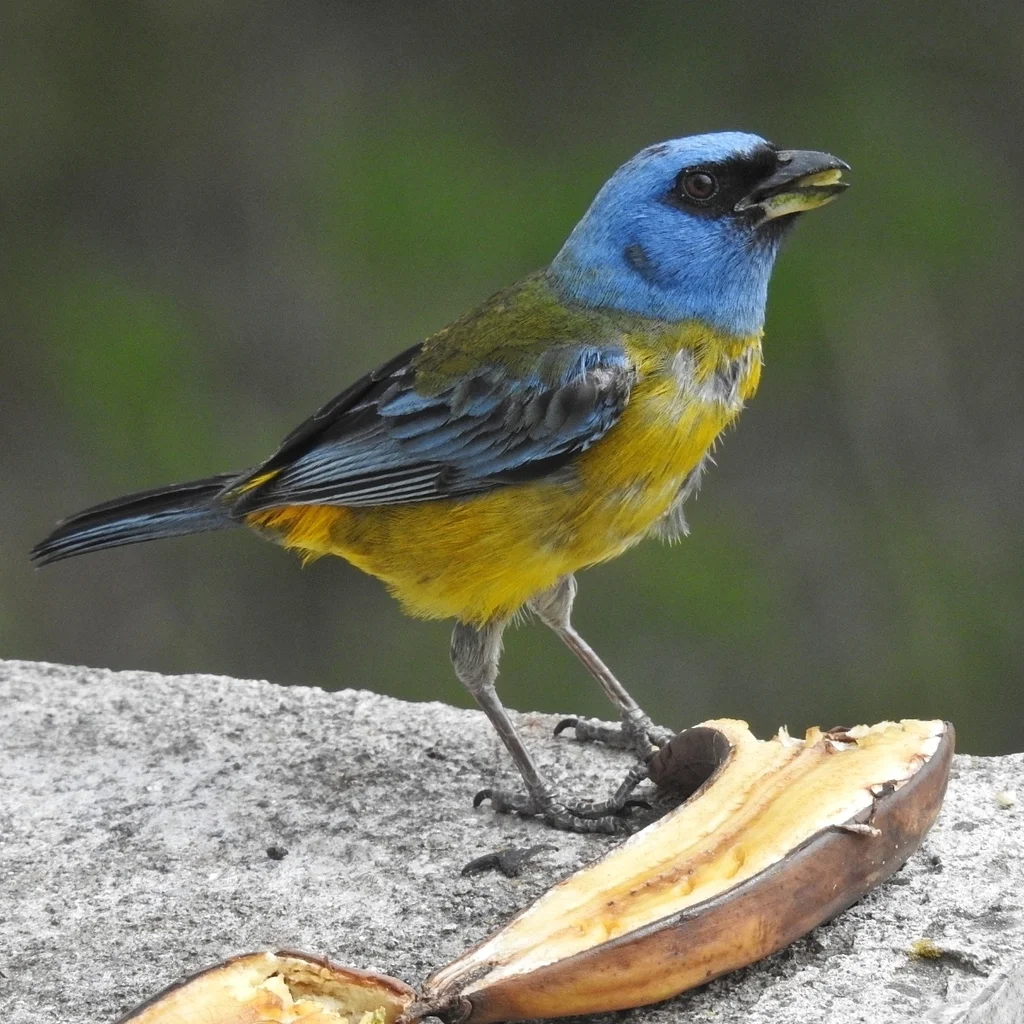 橙腹裸鼻雀（Rauenia bonariensis）