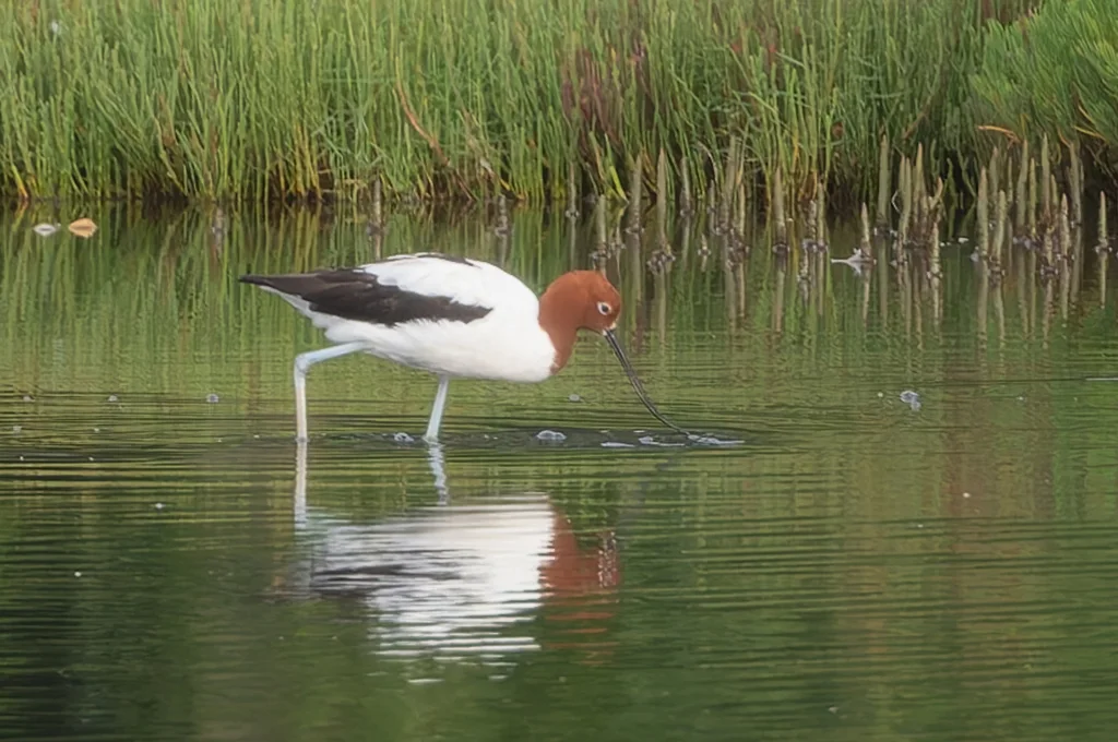 红颈反嘴鹬（Recurvirostra novaehollandiae）