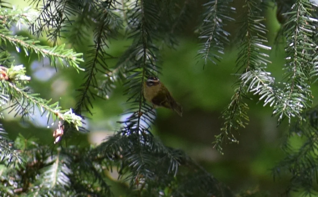 火冠戴菊(Regulus ignicapilla)