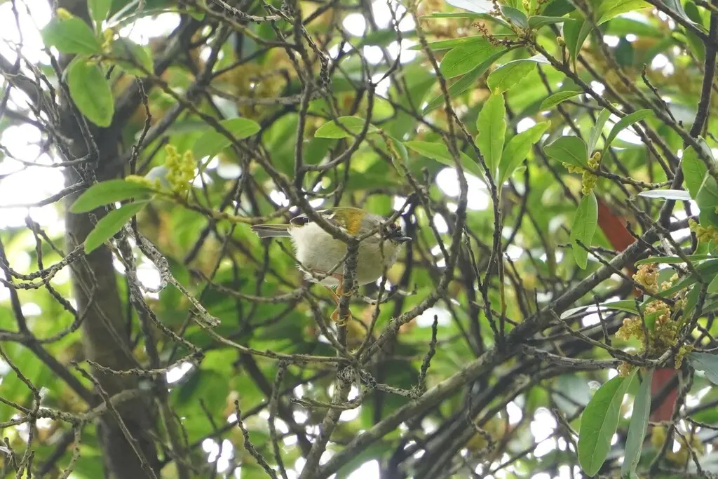 马德拉火冠戴菊(Regulus madeirensis)