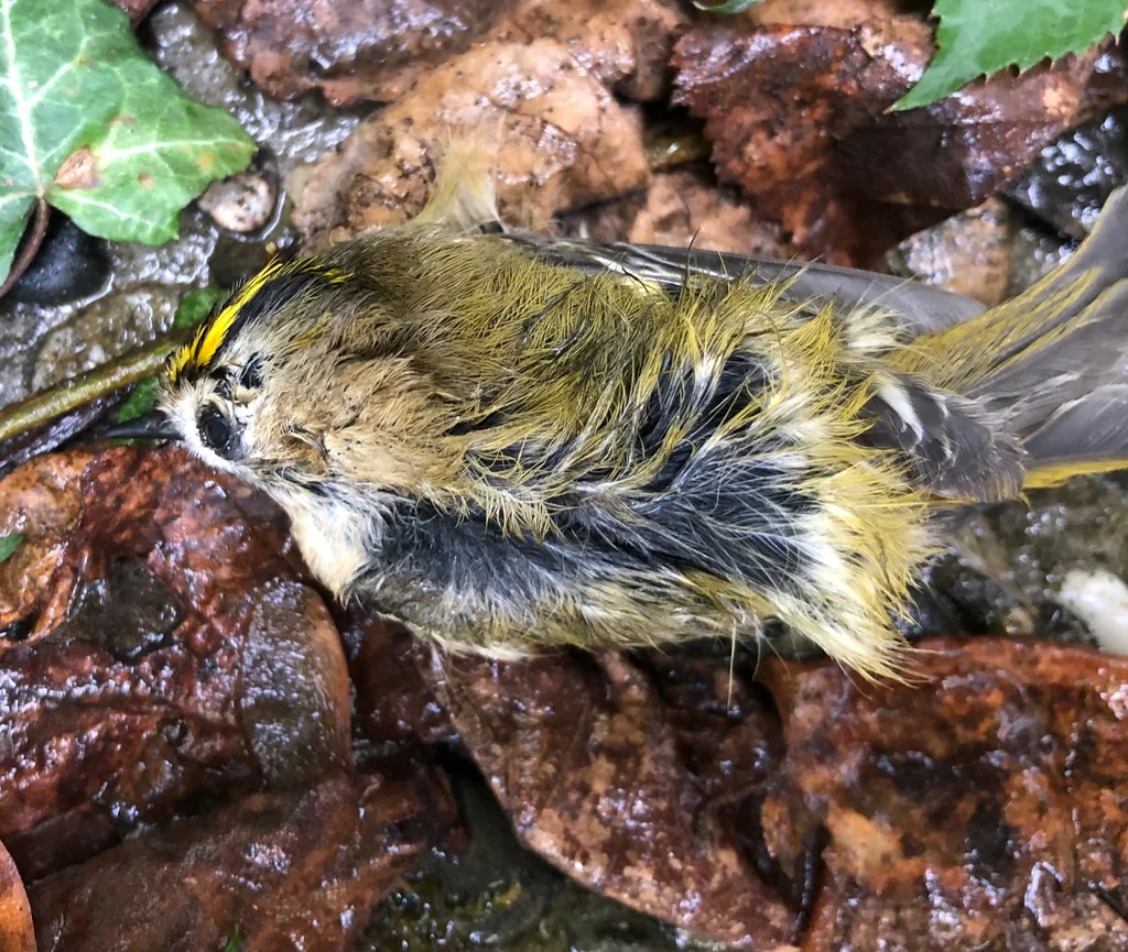 戴菊(Regulus regulus)