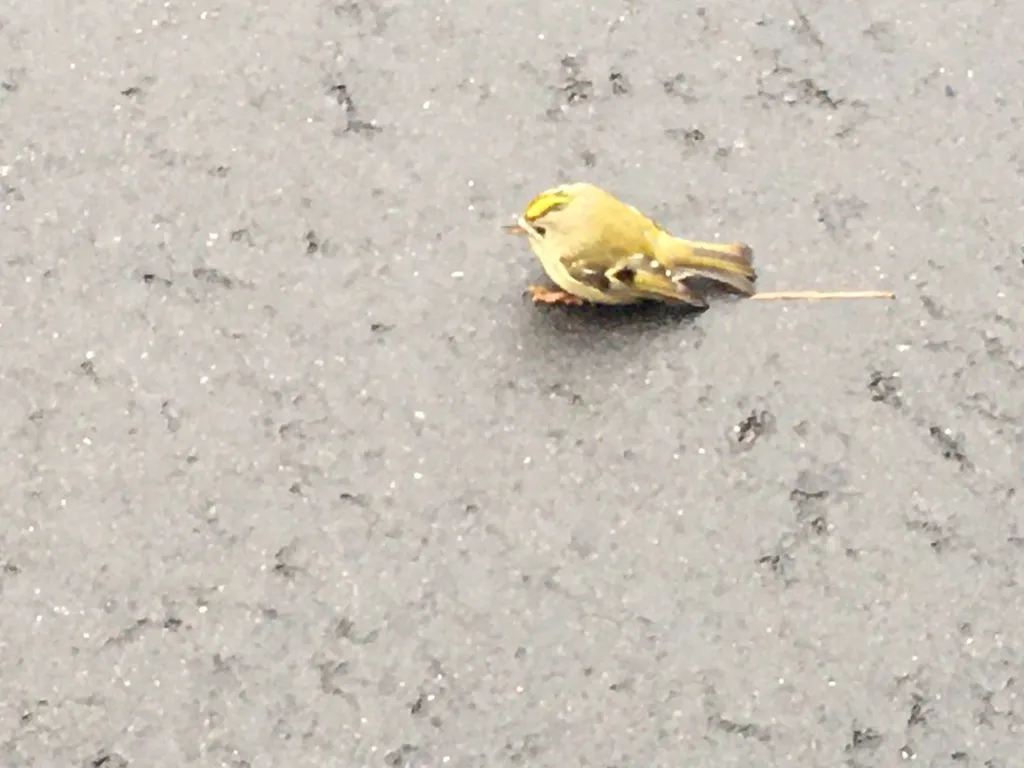 戴菊(Regulus regulus)