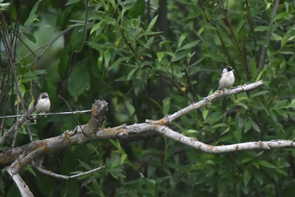 白冠攀雀(Remiz coronatus)