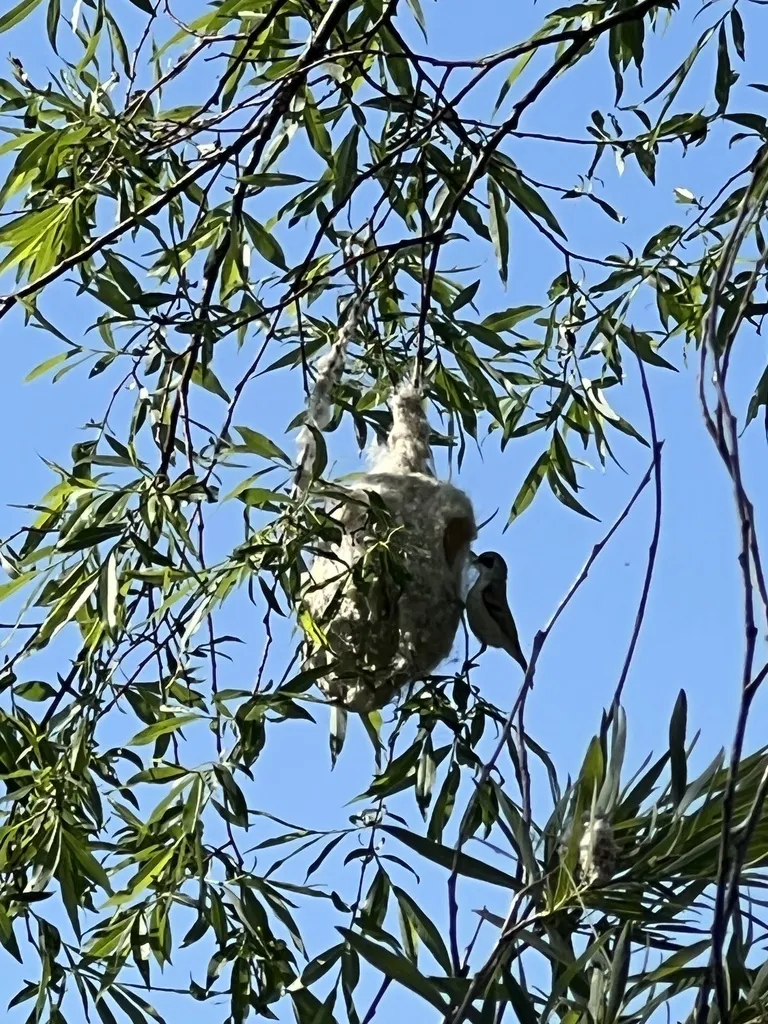 白冠攀雀(Remiz coronatus)