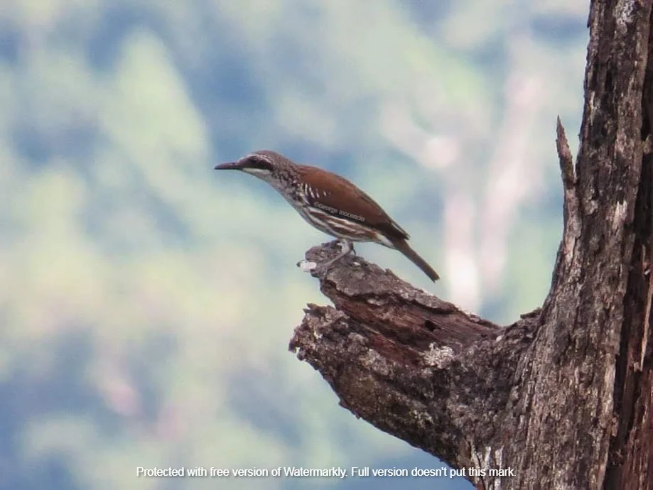 长嘴旋椋鸟（Rhabdornis grandis）
