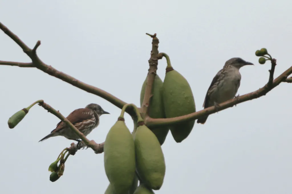 米岛旋木雀(Rhabdornis rabori)