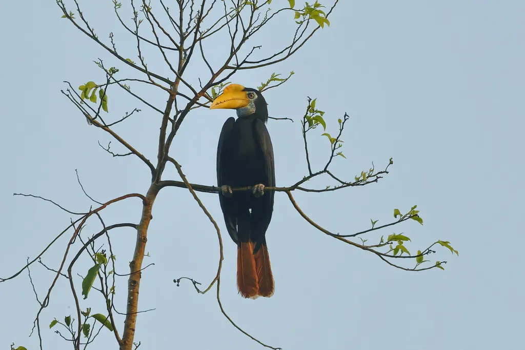 皱盔犀鸟（Rhabdotorrhinus corrugatus）