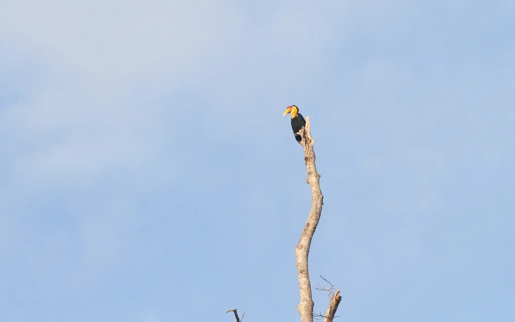 皱盔犀鸟（Rhabdotorrhinus corrugatus）