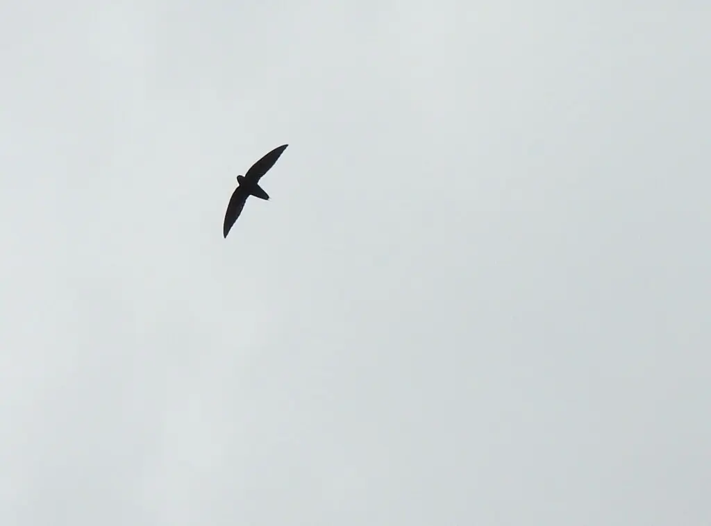 银腰针尾雨燕(Rhaphidura leucopygialis)