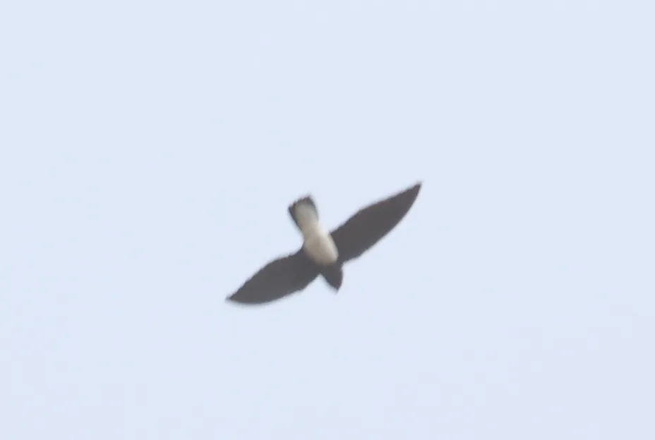 萨氏针尾雨燕(Rhaphidura sabini)