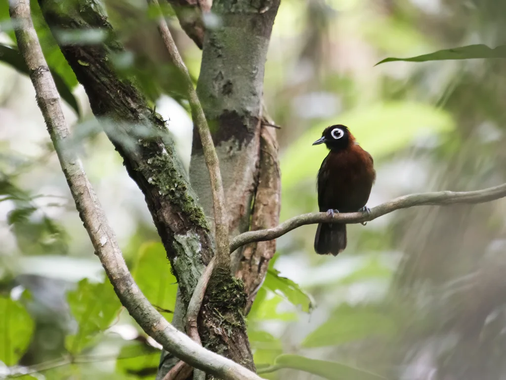 栗冠蚁鸟（Rhegmatorhina cristata）
