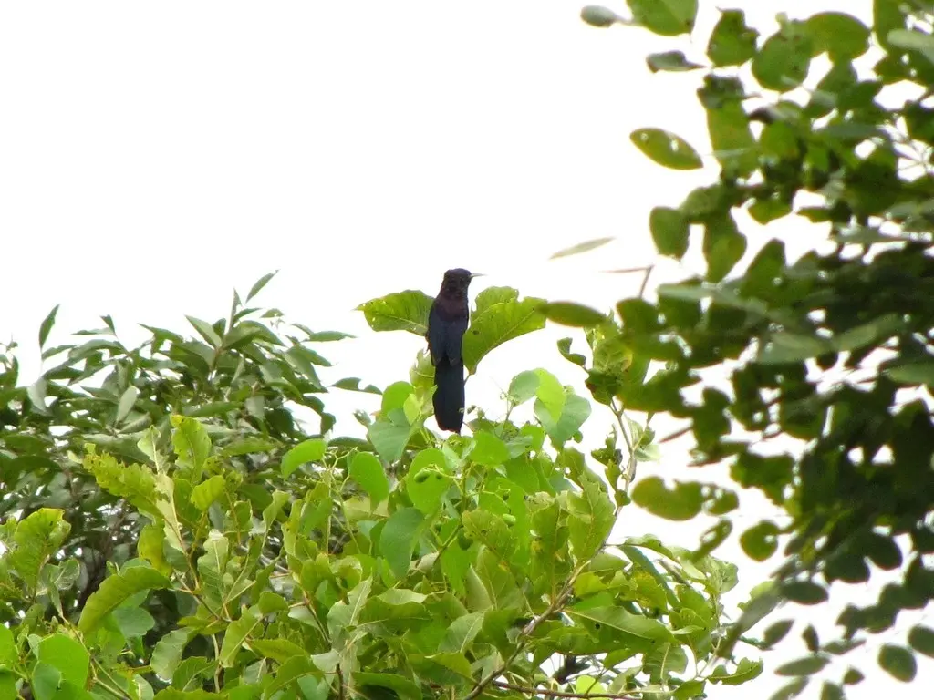 黑弯嘴林戴胜(Rhinopomastus aterrimus)