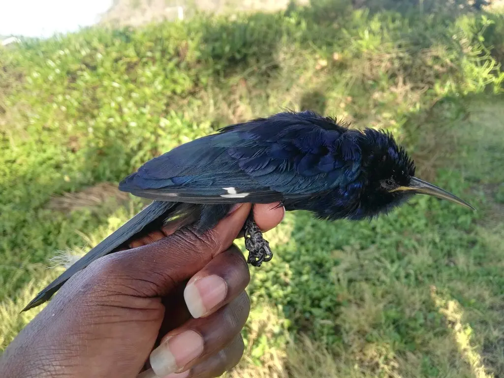黑弯嘴林戴胜(Rhinopomastus aterrimus)