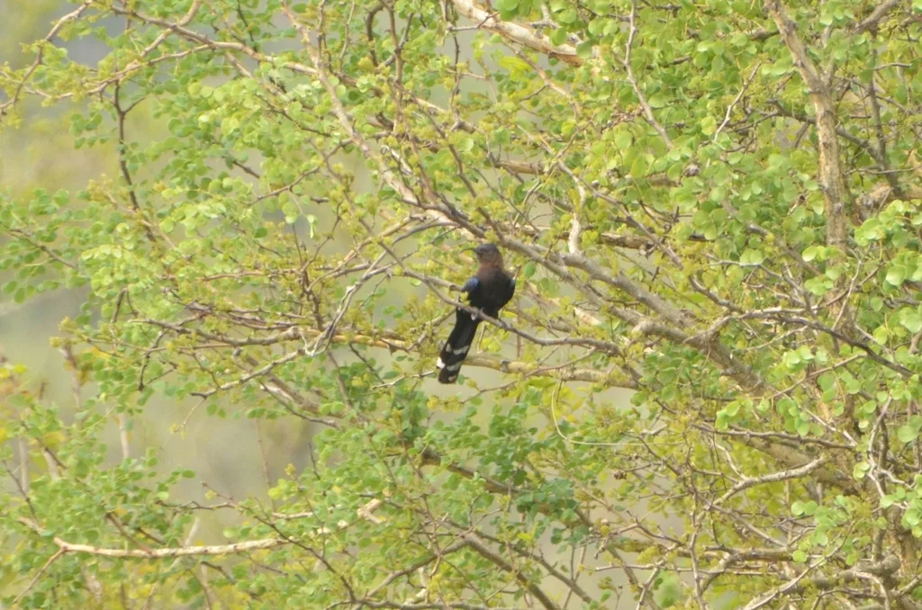 弯嘴林戴胜（Rhinopomastus cyanomelas）