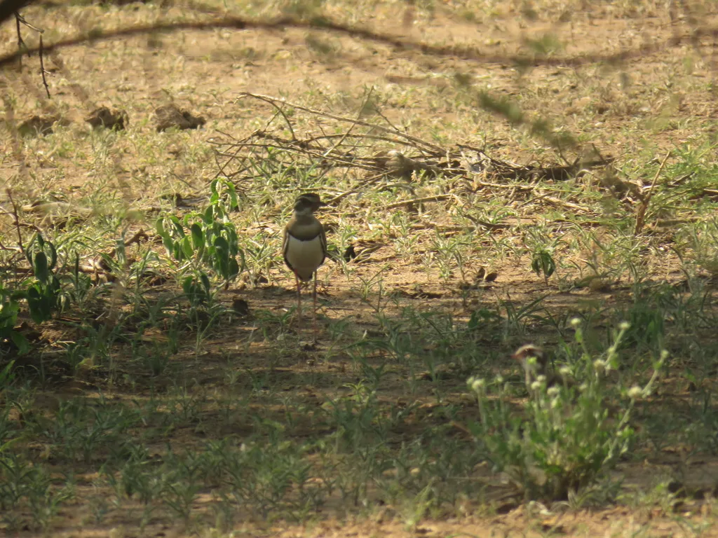 铜翅走鸻(Rhinoptilus chalcopterus)