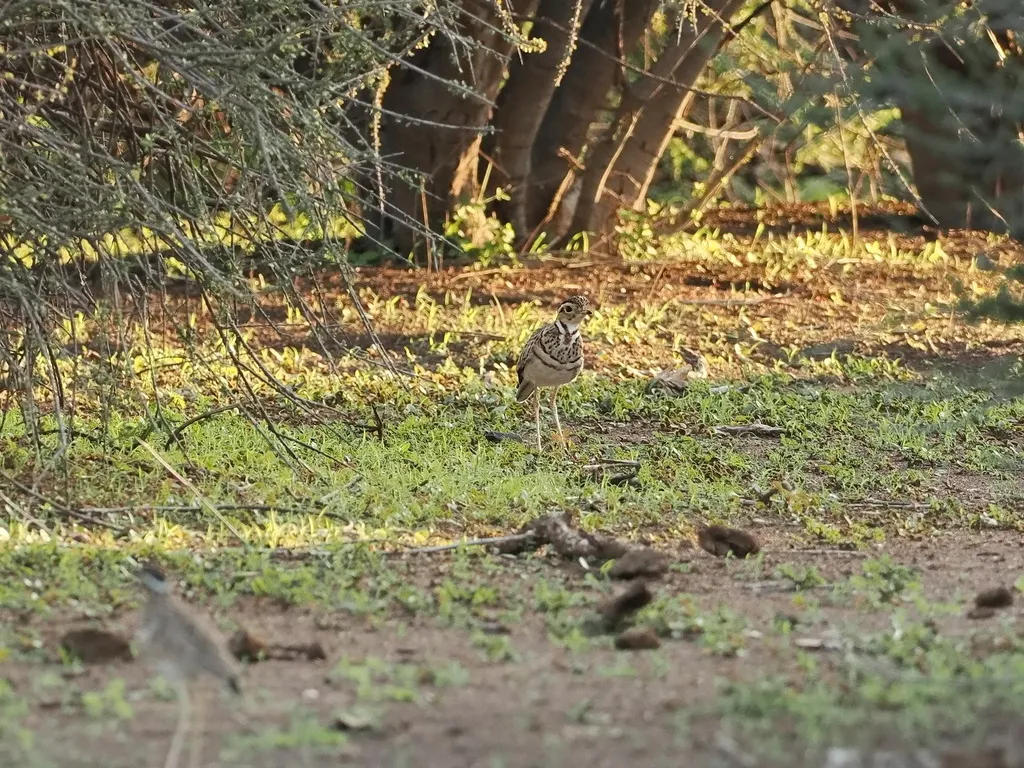 栗颈走鸻(Rhinoptilus cinctus)