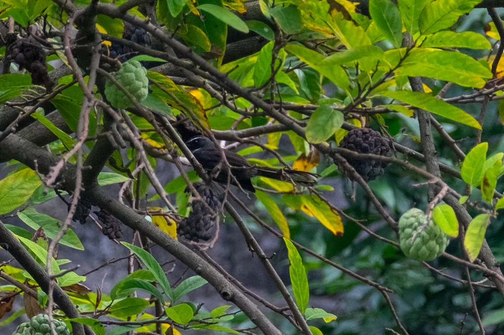 白喉扇尾鹟（Rhipidura albicollis）
