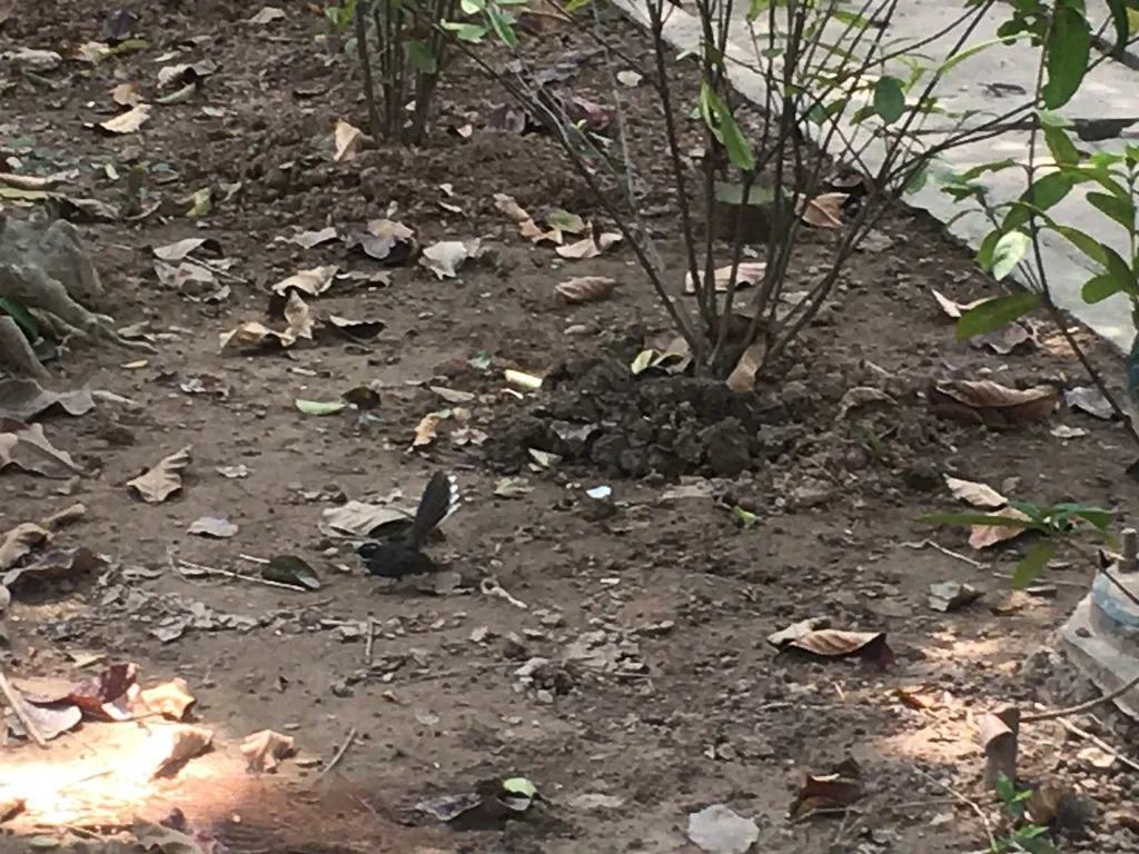白喉扇尾鹟（Rhipidura albicollis）