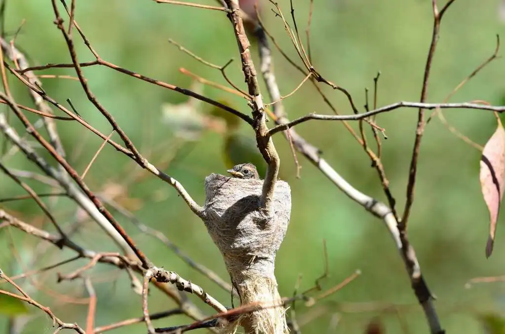 灰扇尾鹟(Rhipidura albiscapa)