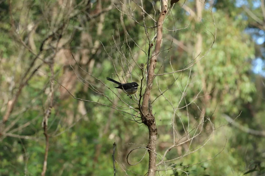 灰扇尾鹟(Rhipidura albiscapa)
