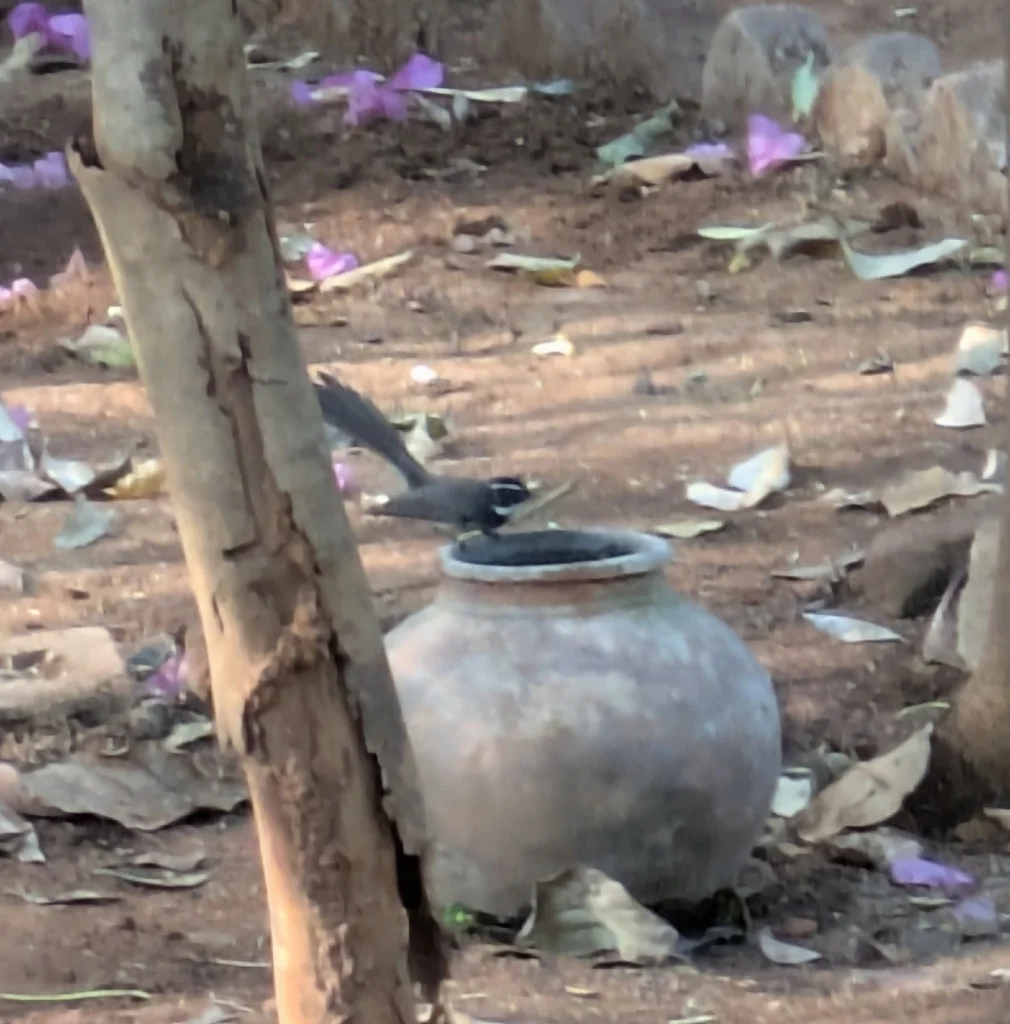 白点扇尾鹟（Rhipidura albogularis）