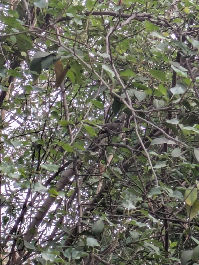 白点扇尾鹟（Rhipidura albogularis）