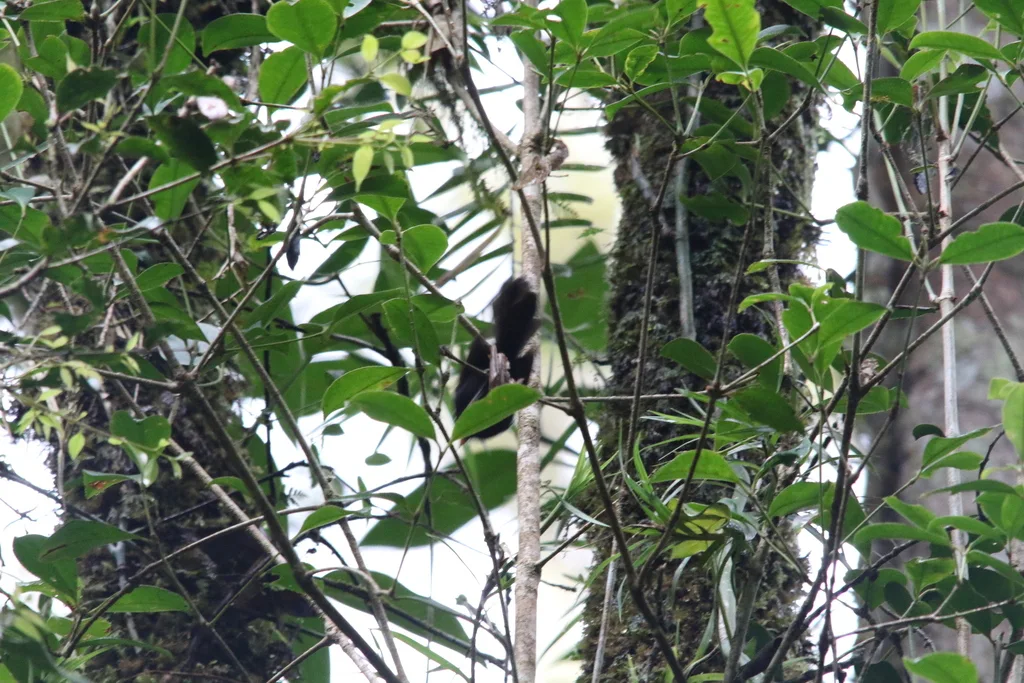 黑扇尾鹟(Rhipidura atra)