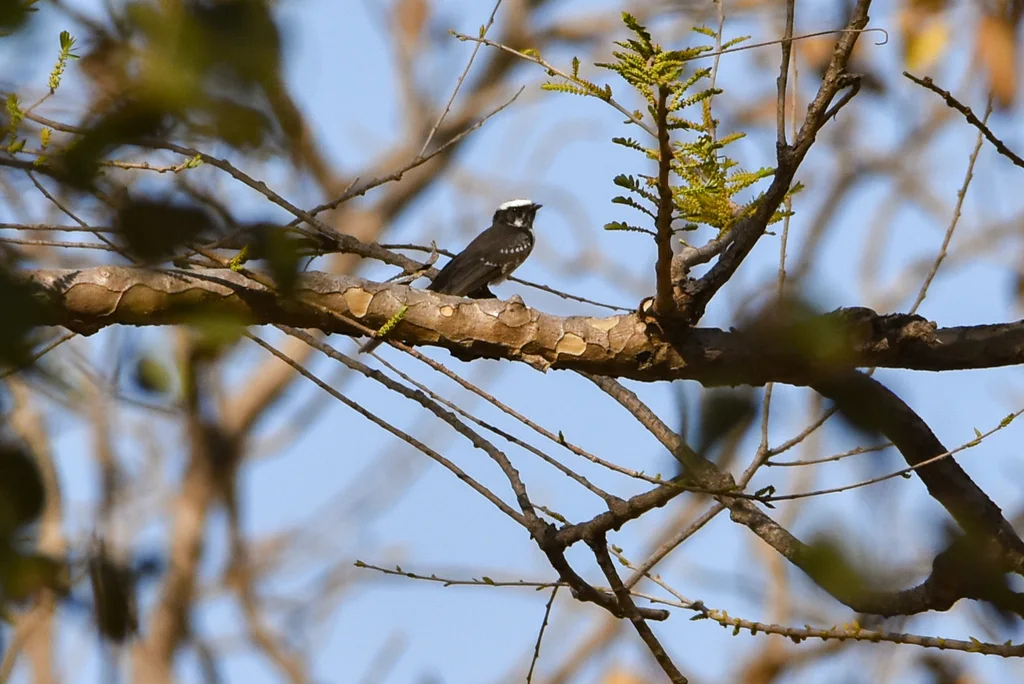 白眉扇尾鹟（Rhipidura aureola）