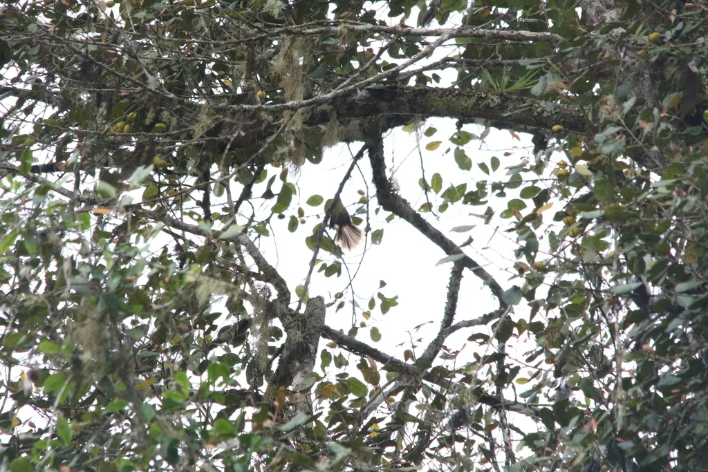 棕色扇尾鹟（Rhipidura brachyrhyncha）