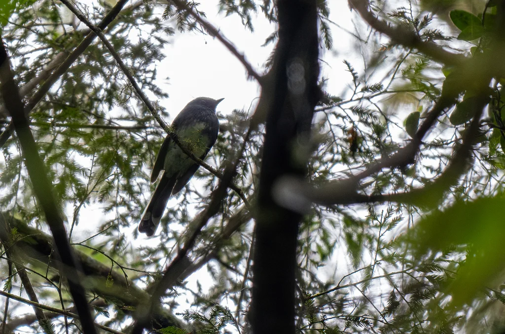 白腹扇尾鹟(Rhipidura euryura)