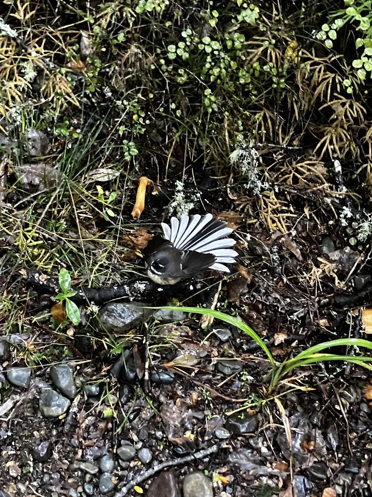 新西兰灰扇尾鹟（Rhipidura fuliginosa）